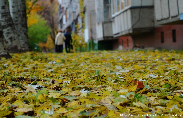 DSC_0231 (700x449, 278Kb)
