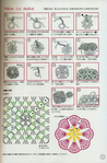 5.Five.Lovely.Motifs_2008-010 (460x700, 308Kb)