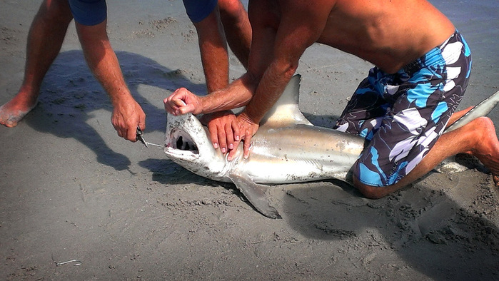 2013flo09 (700x394, 129Kb)