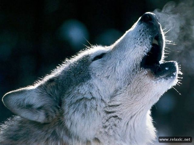 Wolfs_056 (640x480, 52Kb)