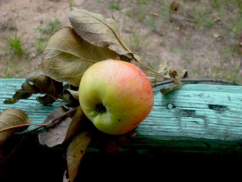 0_439f9_832c56ed_-1-L (500x375, 54Kb)