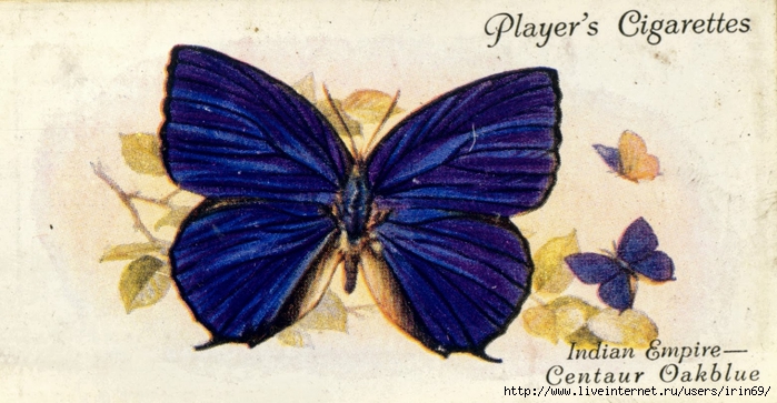 butterfly40.cv (700x363, 225Kb)