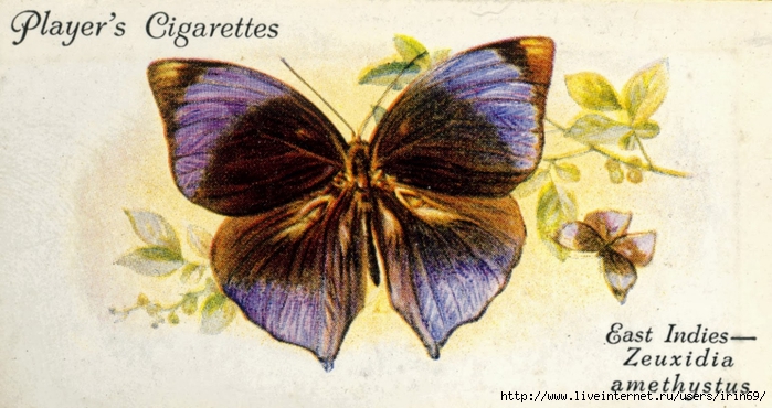 butterfly41.cv (700x370, 229Kb)
