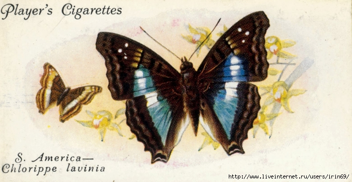 butterfly27.cv (700x362, 206Kb)