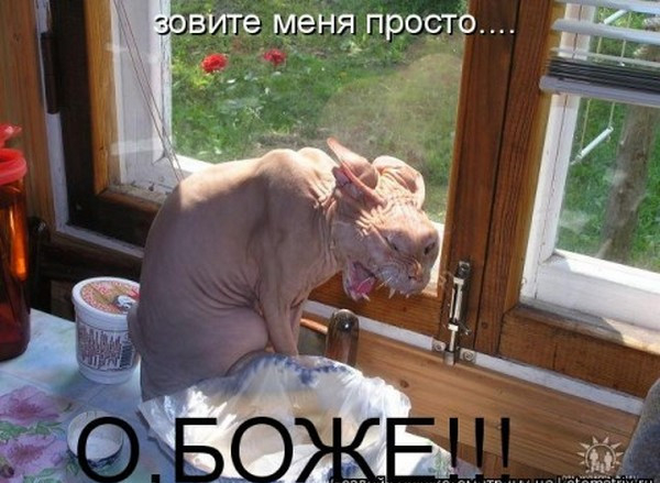 (600x439, 218Kb)