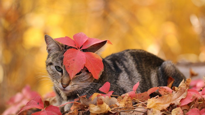 1382713264_1380249686_005 (700x394, 62Kb)