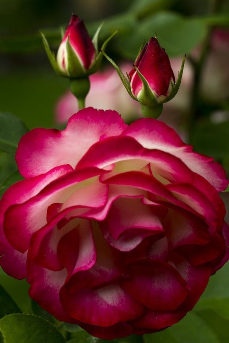 1b66f5221c6161cf3db4d10a847dabaf (466x700, 178Kb)