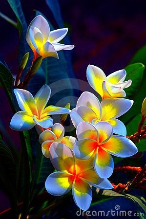 3d883da5c36a73a35111b1fc75426877 (299x450, 96Kb)