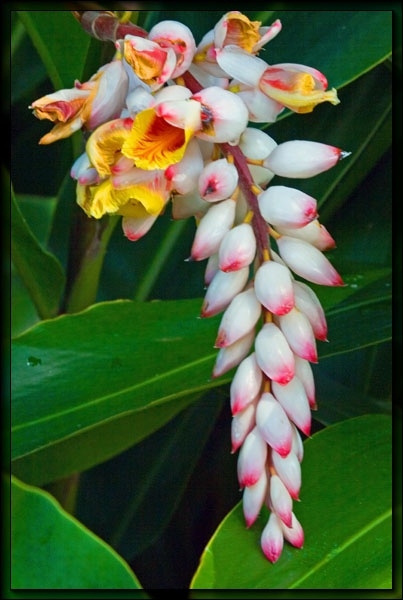 09ad0172bfac48fb1bc5327829751da6 (403x600, 137Kb)