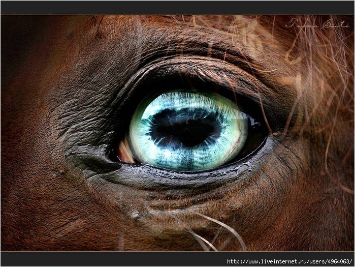 D7 (700x525, 334Kb)
