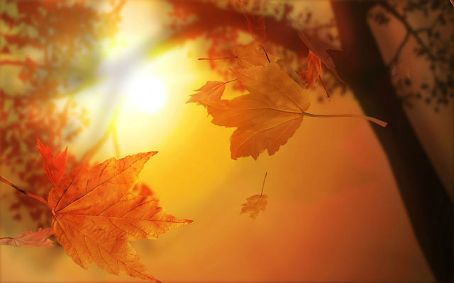 51488093 (640x400, 34Kb)