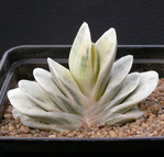  Gasteria 'Sakura Fuji' (454x435, 149Kb)