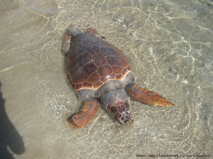 Iskele_wild beach_turtle (7) (700x524, 368Kb)