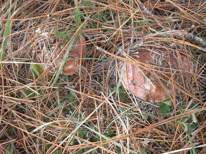 20131027_113934 (700x525, 409Kb)