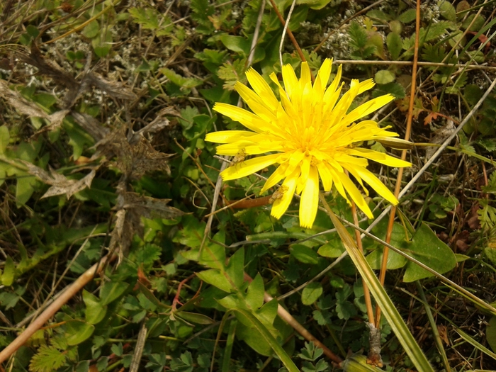 20131027_114433 (700x525, 341Kb)