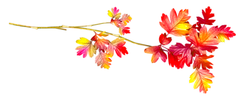 053c72cc17946sx8j93qa6b (300x205, 87Kb)