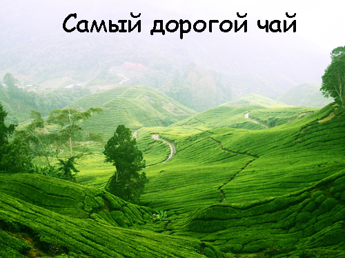 1362130149_samyy-dorogoy-chay-v-mire (500x375, 205Kb)