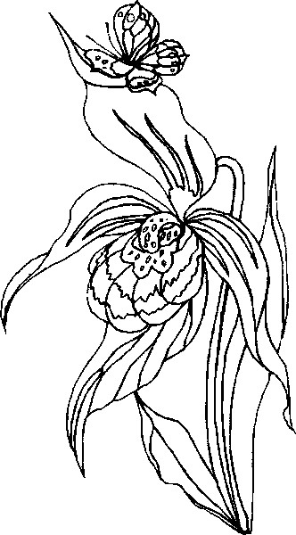 8orchid (332x600, 122Kb)