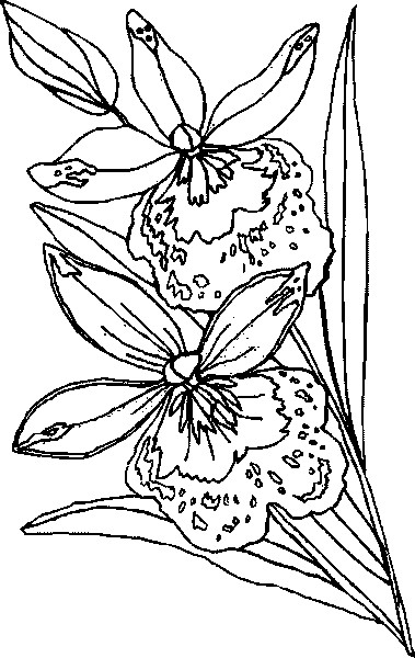 13orchid (379x600, 168Kb)