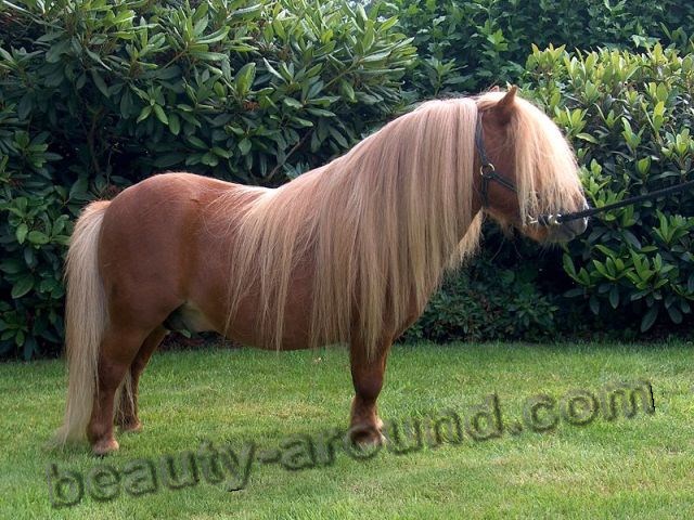 22shetland-pony (640x480, 113Kb)