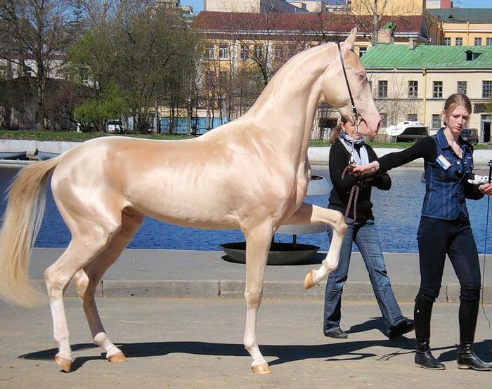 98125206_large_horseizobel01 (700x554, 110Kb)