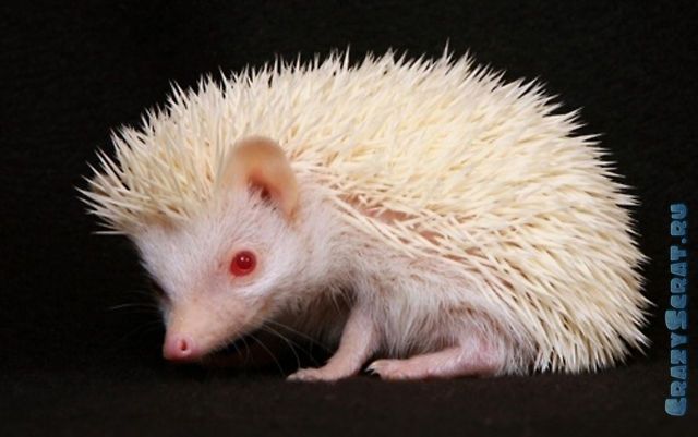 1328789163_great_pictures_of_albino_animals_640_28 (640x401, 36Kb)