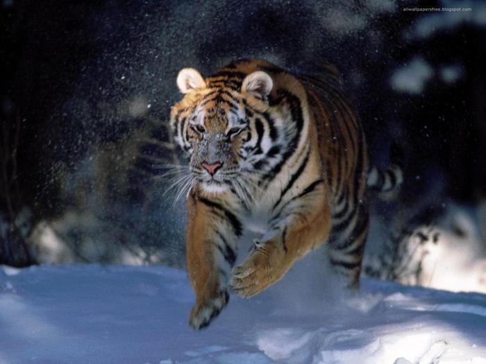 Animals_47 (700x525, 43Kb)