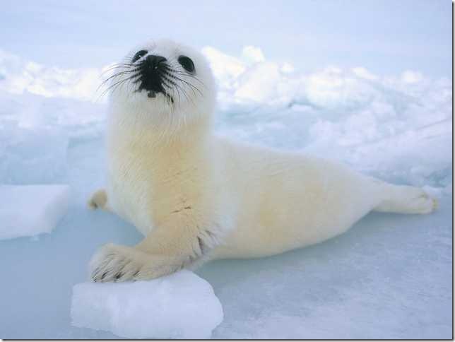 harpseals_3 (644x484, 19Kb)