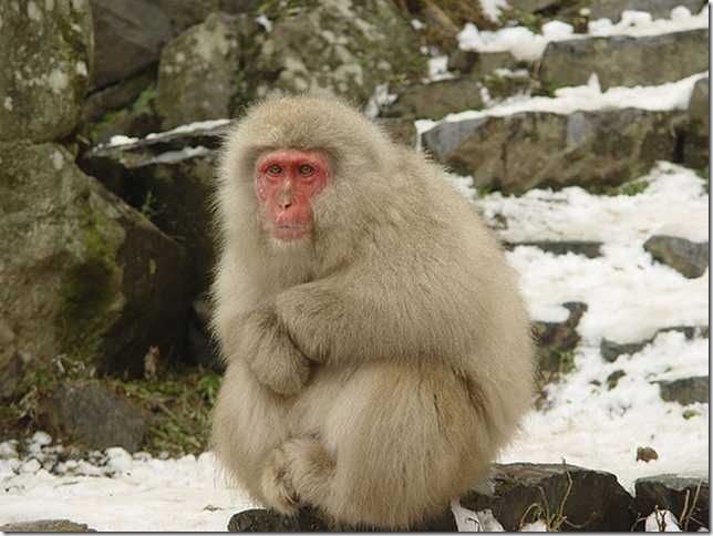 snowmonkeys_3 (644x484, 51Kb)