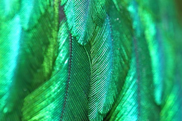 3623822_quetzal (700x465, 101Kb)