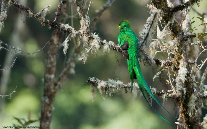 3623822_quetzal_5 (700x437, 116Kb)