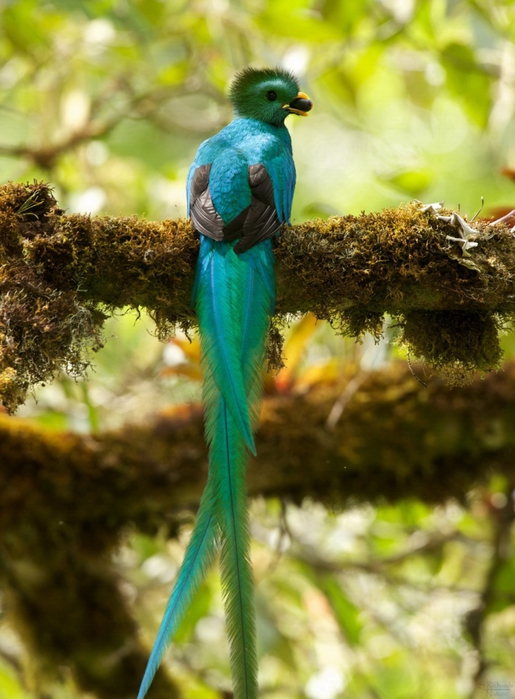 3623822_quetzal_6 (515x700, 261Kb)