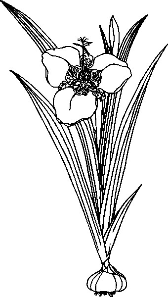 21orchid (340x600, 108Kb)