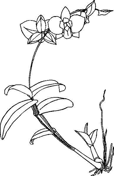 22orchid (388x600, 94Kb)