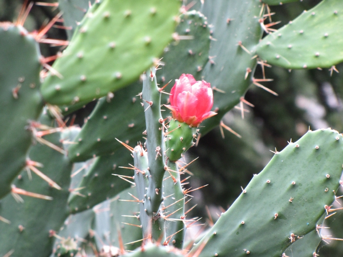 IMG_6347 (700x525, 265Kb)