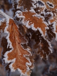  frosty_leaves_by_evuremus (525x700, 291Kb)