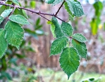  frosty_leaves_by_jimfield-d5roakw (700x549, 364Kb)