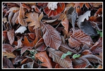  frosty_leaves_by_rorshach13 (700x475, 417Kb)