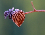  Frosty_leaves_in_morning_light_by_Maresolo (700x549, 288Kb)