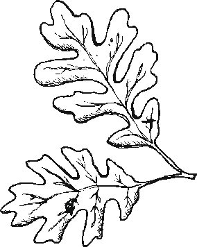 5252558_31 (284x356, 24Kb)