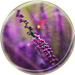 aav4 (150x150, 57Kb)
