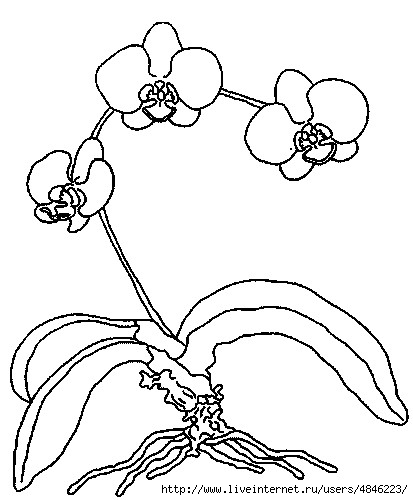 orchideenrispe (413x500, 97Kb)