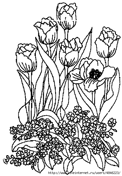 tulipe26 (416x600, 227Kb)