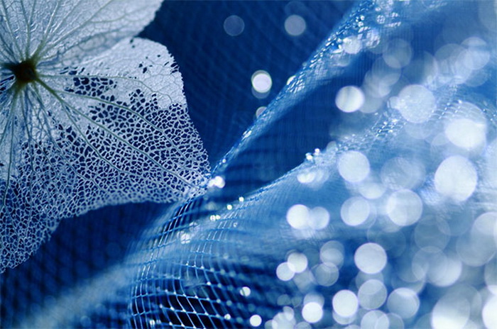 5402287_flower_blue_1_ (700x464, 135Kb)