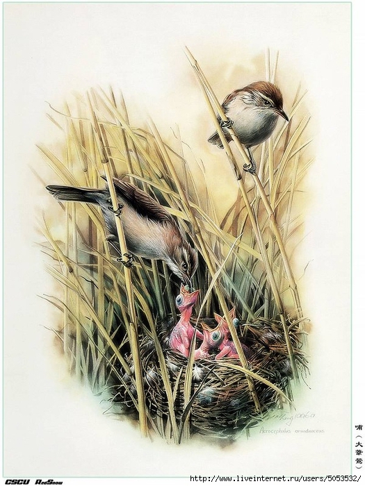 Мир птиц художника Зенг Ксяо 4 (525x700, 286Kb)