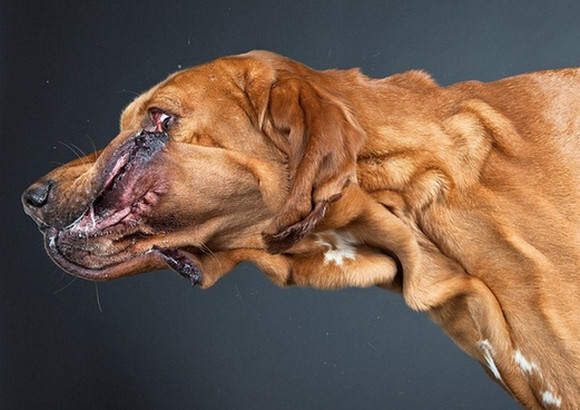 Собака открывает рот и часто дышит. Морда собаки. Собака в движении. Необычные фото собак.