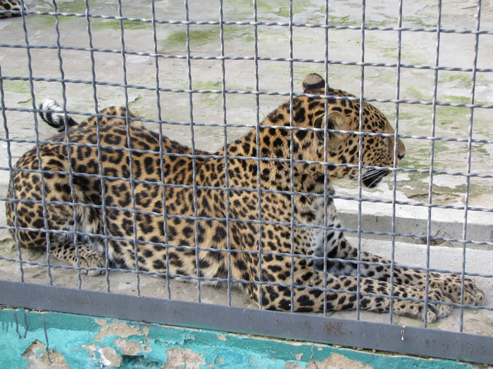 IMG_6222 (700x525, 353Kb)