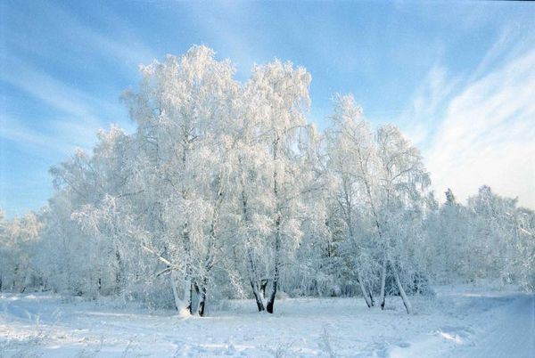 Клен в сибири фото