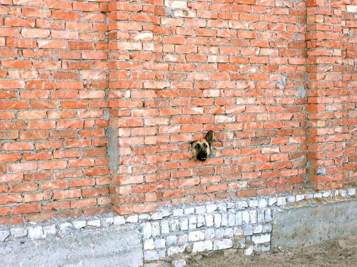 dogs-11 (700x525, 218Kb)