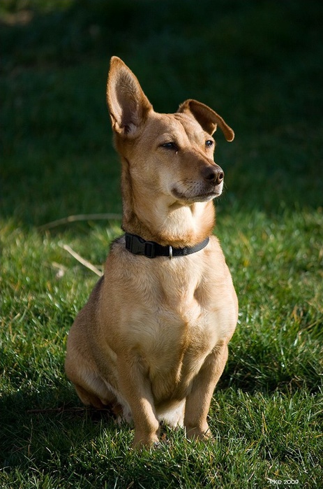 dogs-29 (463x700, 135Kb)
